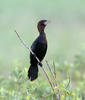 Pygmy Cormorant