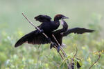 Pygmy Cormorant