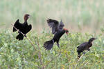 Pygmy Cormorant