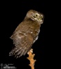 Pygmy Owl