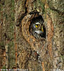 Pygmy Owl