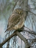 Pygmy Owl