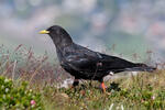 Pyrrhocorax graculus