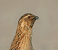 Quail