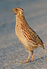 Quail