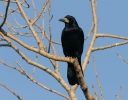 Quạ đen mũi trọc