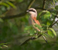 Red-backed Shrike