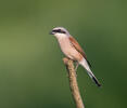 Red-backed Shrike