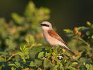 Red-backed Shrike