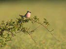 Red-backed Shrike