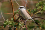 Red-backed Shrike