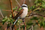 Red-backed Shrike