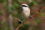 Red-backed Shrike