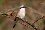 Red-backed Shrike