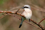 Red-backed Shrike