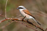 Red-backed Shrike