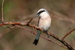 Red-backed Shrike