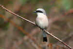 Red-backed Shrike