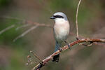 Red-backed Shrike