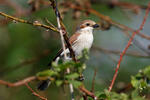 Red-backed Shrike