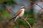 Red-backed Shrike