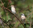 Red-backed Shrike