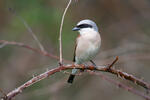 Red-backed Shrike