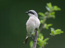 Red-backed Shrike