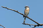 Red-backed Shrike