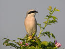 Red-backed Shrike