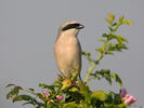 Red-backed Shrike