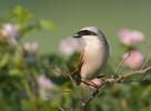 Red-backed Shrike