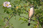 Red-backed Shrike