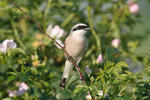 Red-backed Shrike