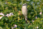 Red-backed Shrike