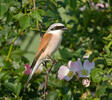 Red-backed Shrike