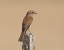 Red-backed Shrike