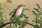 Red-backed Shrike