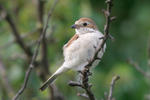 Red-backed Shrike