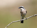 Red-backed Shrike