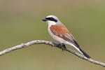 Red-backed Shrike