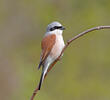 Red-backed Shrike