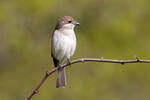 Red-backed Shrike