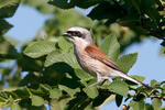 Red-backed Shrike