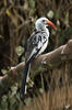 Red-billed Hornbill