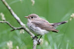 Red-breasted Flycatcher