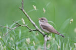 Red-breasted Flycatcher