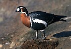 Red-breasted Goose