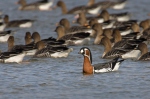 Red-breasted Goose