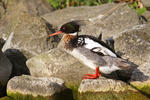 Red-breasted Merganser